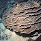 Astreopora expansa.  Houtman Abrolhos Islands, south-western Australia.  Forming tiers of laminae.  Photograph: Ed Lovell.