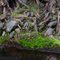 Tree roots and moss by the banks of Washpools
