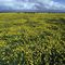 Western Australia 10, Wildflowers and stock, AUS