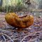 Suillus - the edible mushroom species found in Western Australia