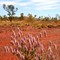 Beautiful Mulla-Mulla in Karijini NP. - WA