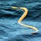 Coral Bay Sea Snake
