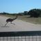 emu on the road