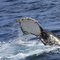Humpbacks running South along Ningaloo Reef (Aug 2010)