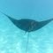 Manta Ray, Ningaloo Reef (Aug 2010)