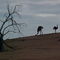 Emus