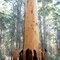 Peeling karri tree in Jane National Park