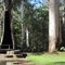 Hollow Butt Tree - Northcliffe WA