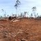 Forest clearing in Western Australia