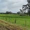 Winter greenery