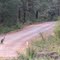 Northcliffe Aussie Native