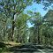 Pemberton - Northbridge Road - Warren State Forest