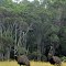 Emus Near Northcliffe