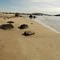 Tomahawk Bay NE Tas