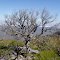 Tree on the way to Bluff Knoll, WA