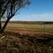 Wheat fields in winter