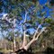 Red gum (Angophora) on Cascades Track