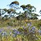 Yarawindah - Wild Flowers