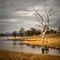 Solitary Tree