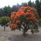 Orange Flowering Gum Tree (On a cloudy day)