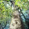 Tall Tree Hart Drive