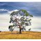Moyston Landscape