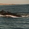 Humpbacks near Exmouth