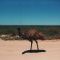 Bored Emu
