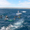 Whaleshark-diving