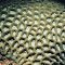 Favites paraflexuosa.  Ningaloo Reefs, western Australia.  A hemispherical colony. .  Photograph: Clay Bryce.