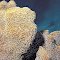 Pavona decussata.  Ningaloo Reefs, western Australia.  Surface of a frond.  Photograph: Charlie Veron.
