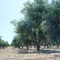 Kalamata Olive Grove McClaren Vale South  Australia