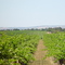 McClaren Vale  Vineyards South  Australia