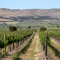 McLaren Vale vineyards