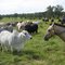 Myella Farmstay