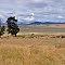 Lake Omeo...the ducks have gone, the cattle are back..Feb2013