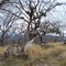 Between Snowy Range Airfield and Howitt Hut
