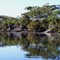 Gums, SheOaks and old sand dunes - Sandon River