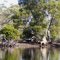 Mangroves - the young and the old