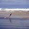 Seagulls freshwater bathing