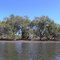 Mangroves up the Toumbaal Creek
