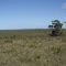 Coastal heathland