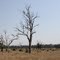 Prime pasture - Aussie style (LT)
