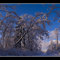 Skiing Centennial Trail Panorama