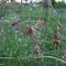 Themeda australis (Poaceae)