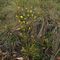 Picris evae (Asteraceae)