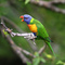 rainbow lorekeet