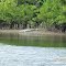 Crocs in the Bloomfield River