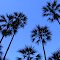 Livistona Palms.....looking up, Gregory National Park, NT