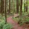Old Growth Forest Trail [Lewis & Clark SP]